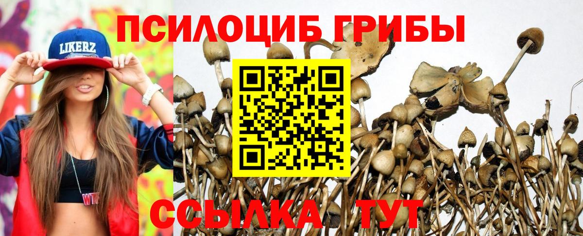 Гудермес  Галлюциногенные грибы Cubensis  Вход с VPN 